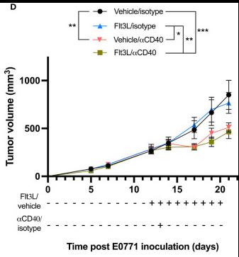 Flt3L therapy does not improve the αCD40-mediated tumor-growth reduction.jpg